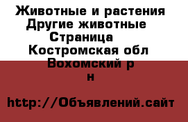 Животные и растения Другие животные - Страница 2 . Костромская обл.,Вохомский р-н